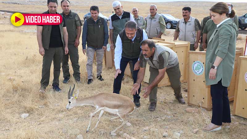 Şanlıurfa'nın sembolleri doğaya bırakıldı