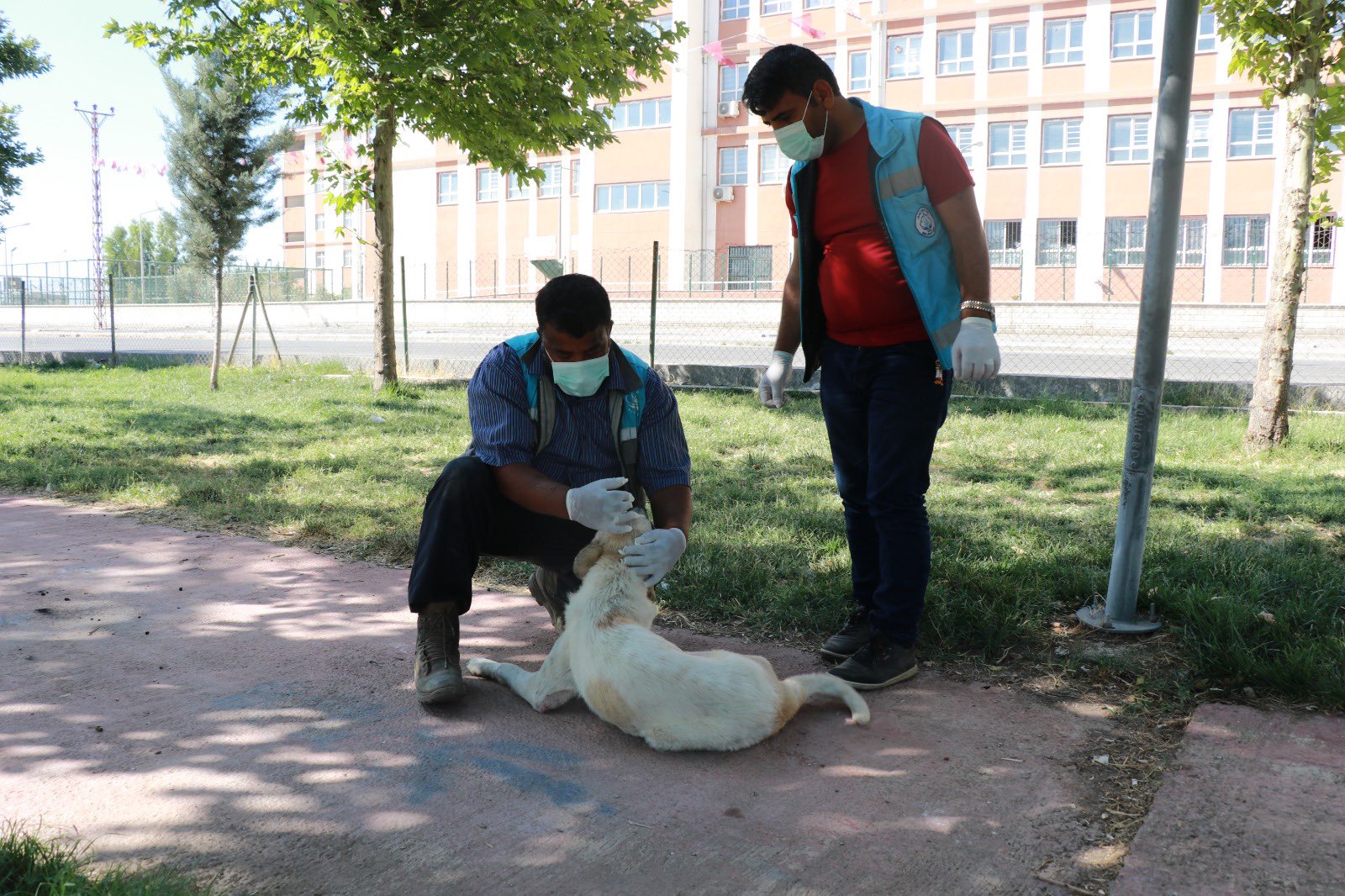 Şanlıurfa’nın ilçesinde başıboş köpekler toplanmaya başlandı