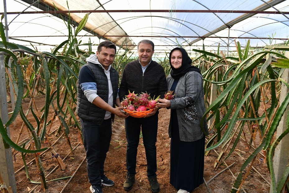 Güney Amerika'dan sonra Şanlıurfa'da da üretiliyor! Vali Şıldak tebrik etti