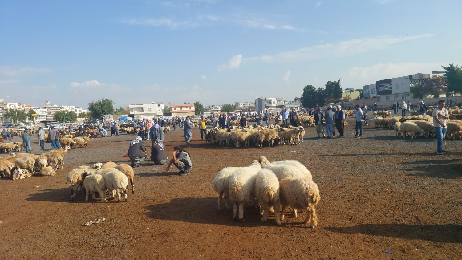 Şanlıurfa’da sonbahar bereketi: Hayvan pazarı canlandı!