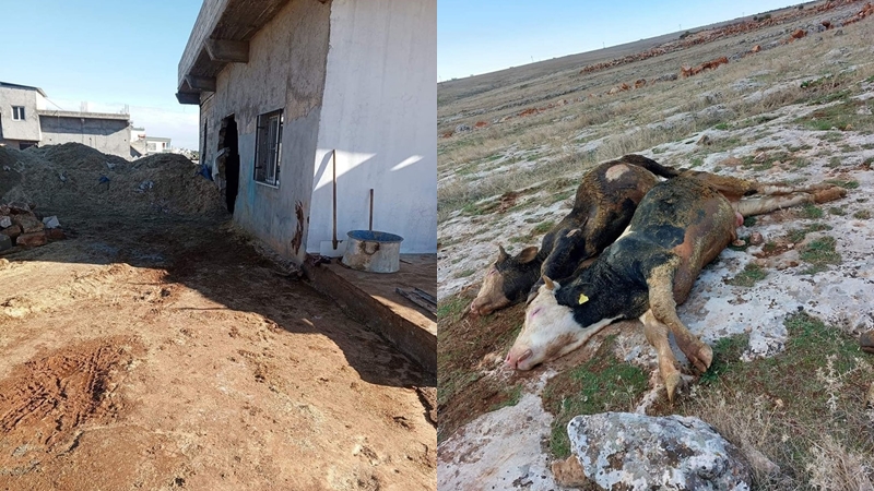 Şanlıurfa’da hayvanların tutulduğu ahırda yangın! Çok sayıda büyükbaş telef oldu