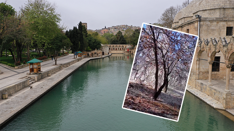 Şanlıurfa buz kesti ama beklenen olmadı! Korkutan tablo…