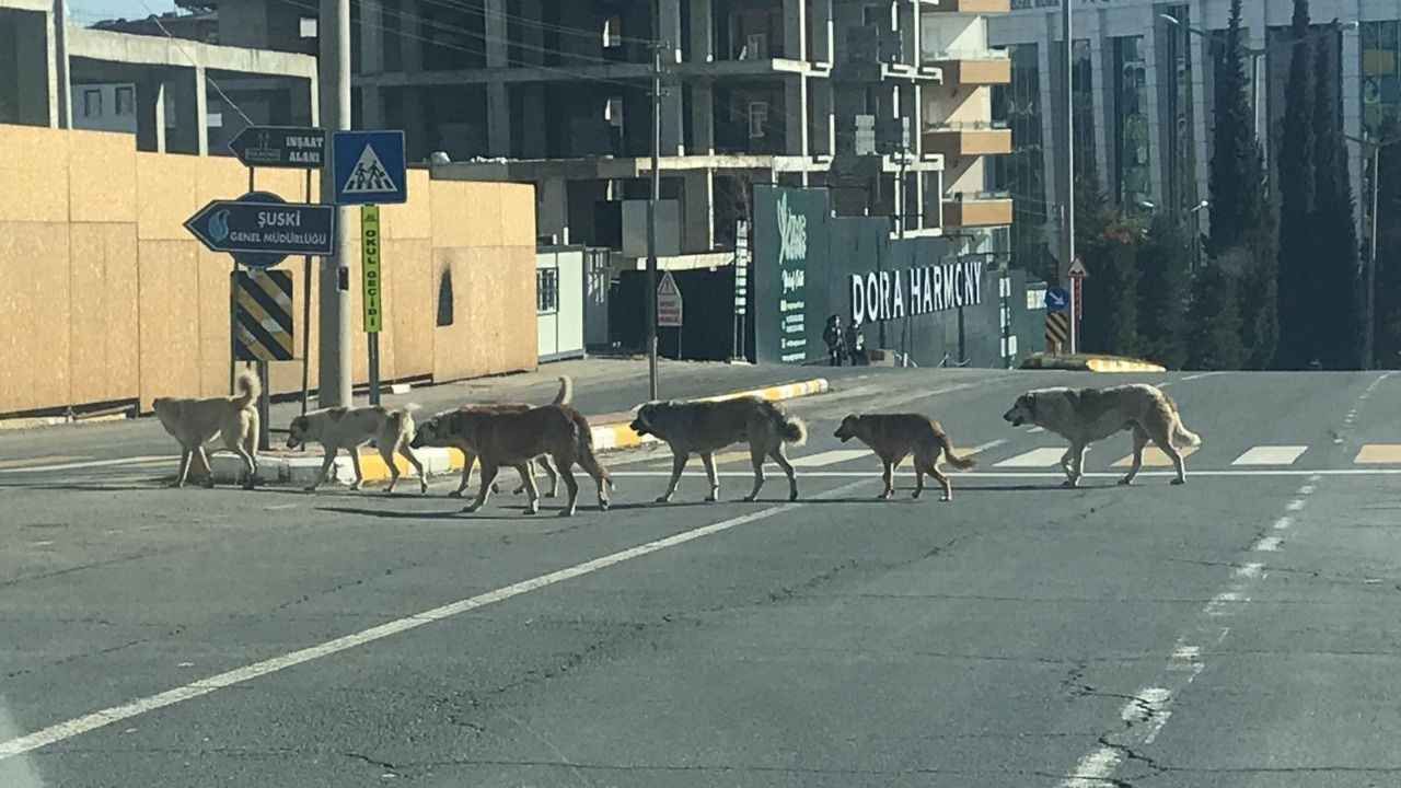 Başıboş köpekler için yeni önlemler