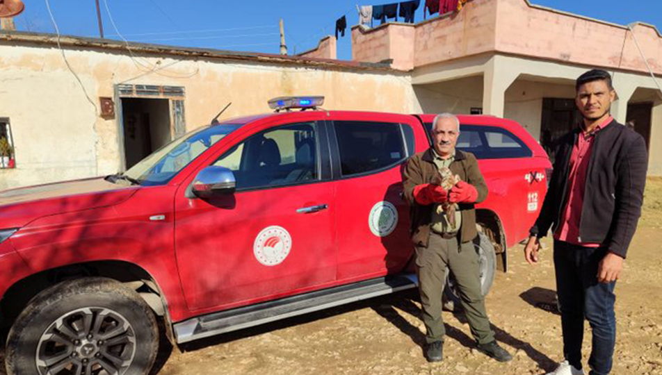 İyileşen kızıl şahin tekrar Şanlıurfa semalarında süzüldü