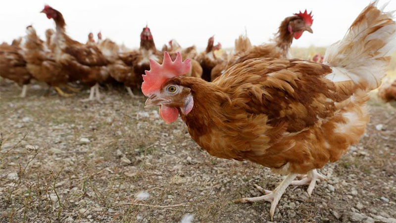 Kuş gribi yeniden hortladı: Mahalleler karantina altına alındı…