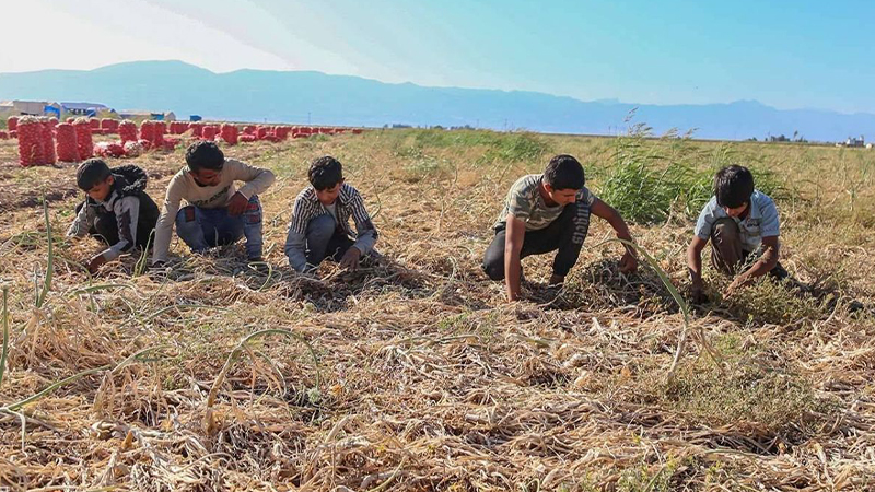 Urfa’da mevsimlik tarım işçilerinin sorunlarına çözüm arandı