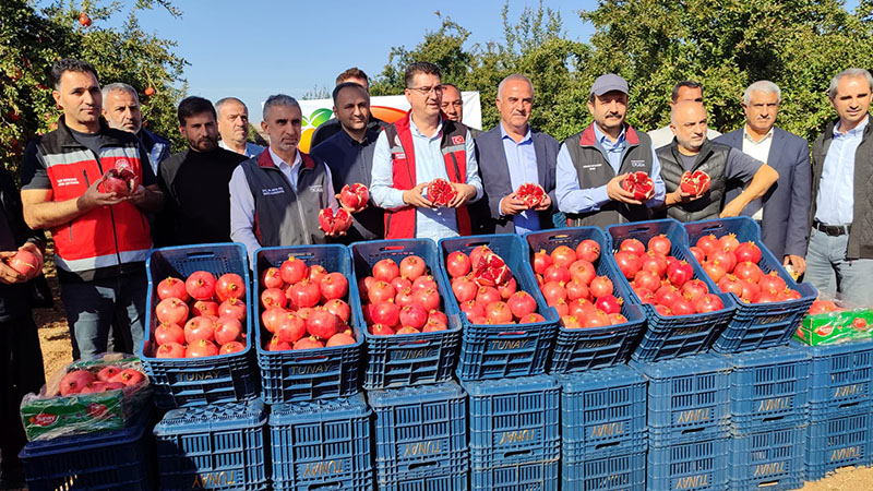 Türkiye’de 8’inci sırada yer alıyor! Şanlıurfa’nın tescilli ürününde rekor üretim