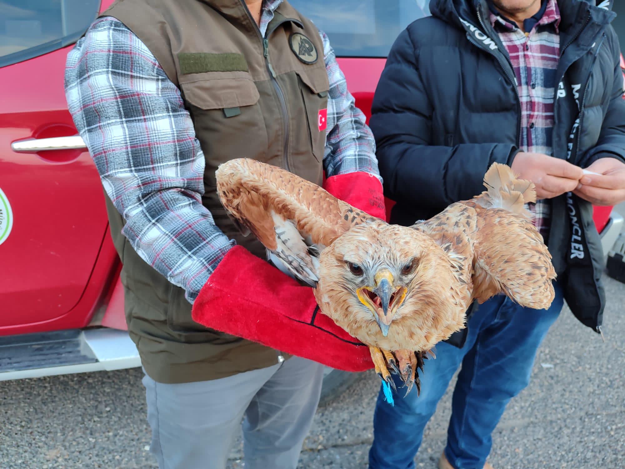 Şanlıurfa’da tedavisi tamamlandı! Özgürlüğe kanat çırptı