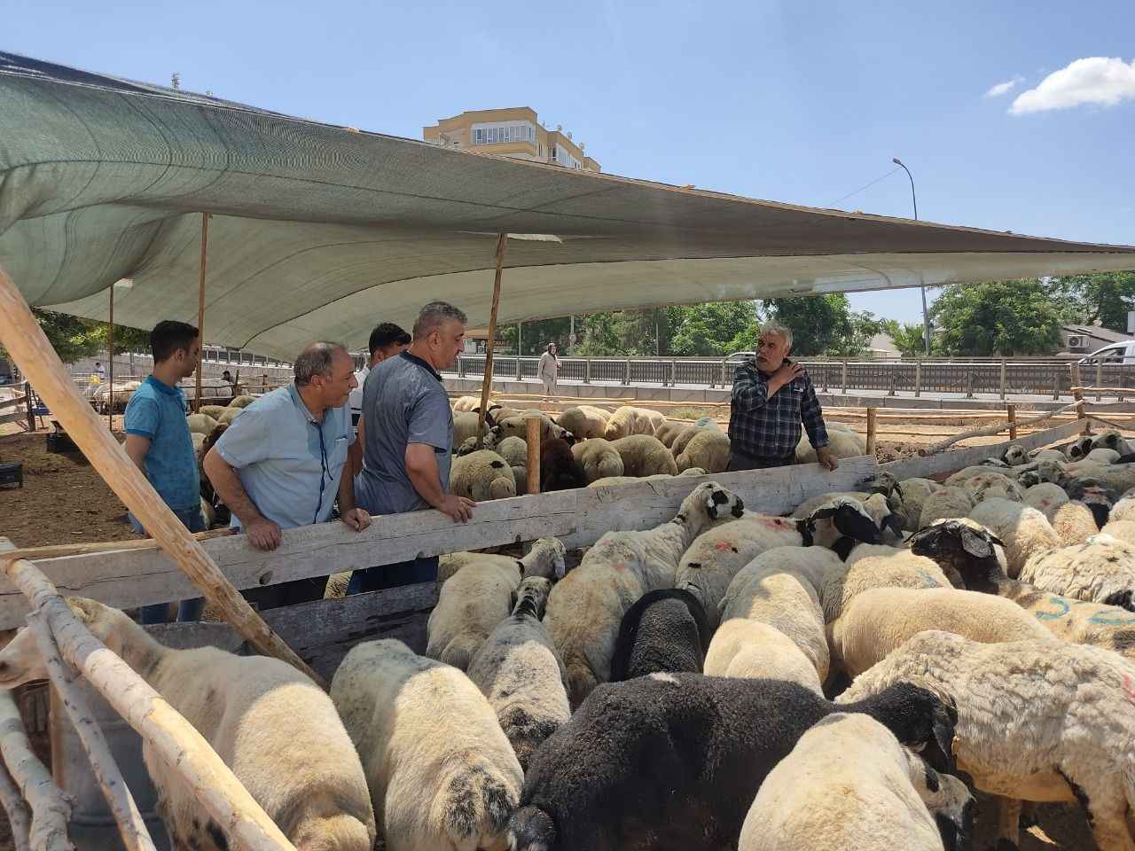 Şanlıurfa’daki marketlerde kurbanlık fiyatları belli oldu mu?