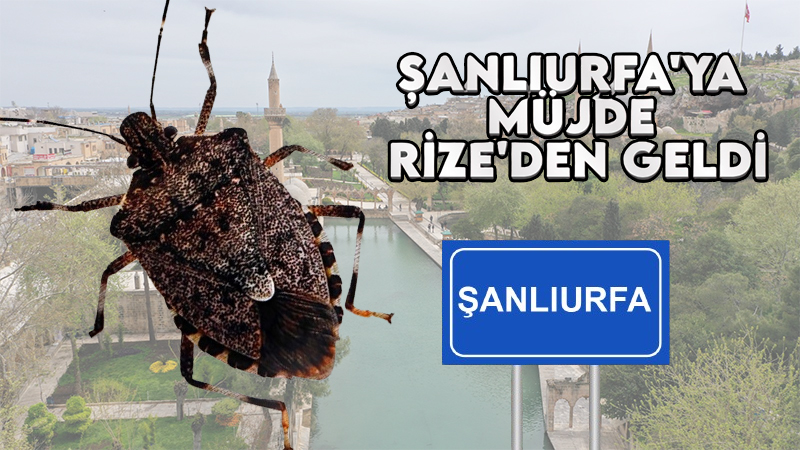 Şanlıurfalıların korkulu rüyası evlere kadar girmeye başlamıştı!  Müjde yüzlerce kilometre öteden geldi