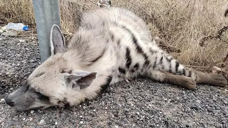 Halfeti'nin meşhur sırtlanı öldü! Siyasete polemik konusu olmuştu