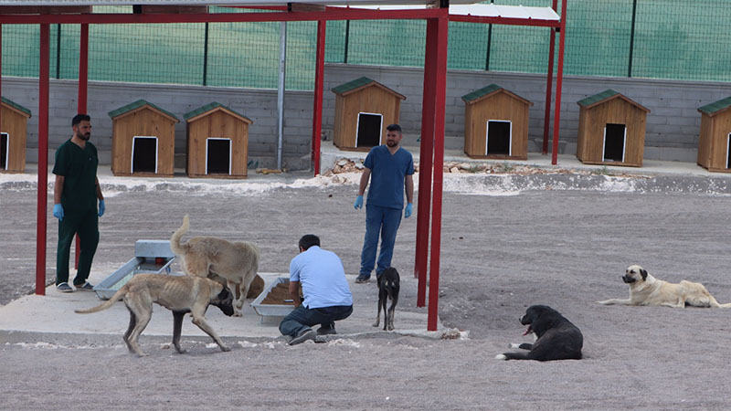 Şanlıurfa'daki sokak köpekleri sorunu çözüldü!