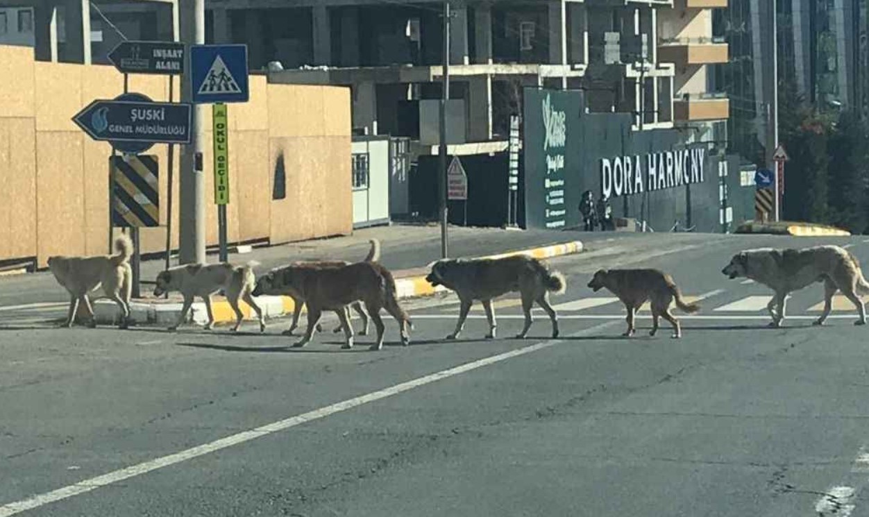 Başıboş köpekler uyutulacak mı?