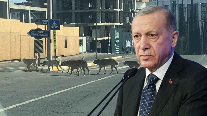 Köpeklerle ilgili bu üç ülkedeki sistem uygulanacak! Erdoğan: Daha ne bekliyorsunuz, adım atın