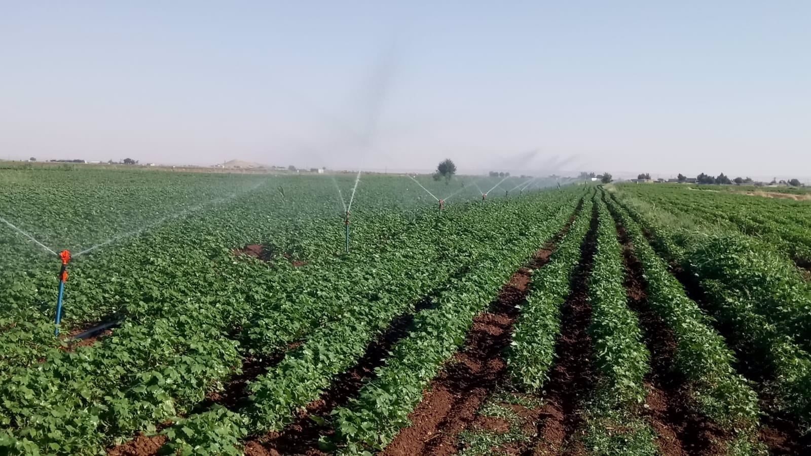 Şanlıurfalı çiftçi ne elektriğe ne suya ne toprağa kıyıyor: Rekor bizde!