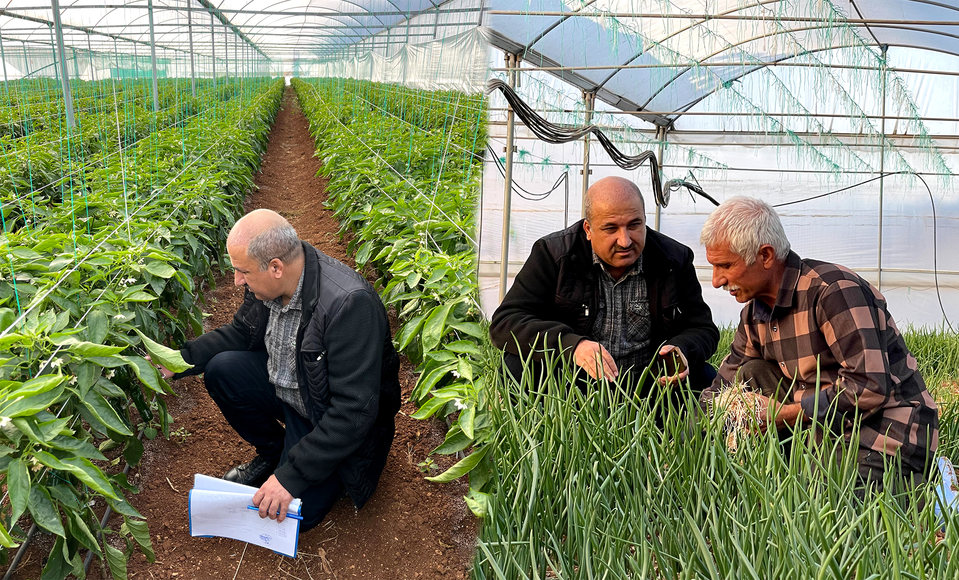 Şanlıurfa’da tarımın dönüm noktası! 20 yıl önce ilk adımlar atıldı