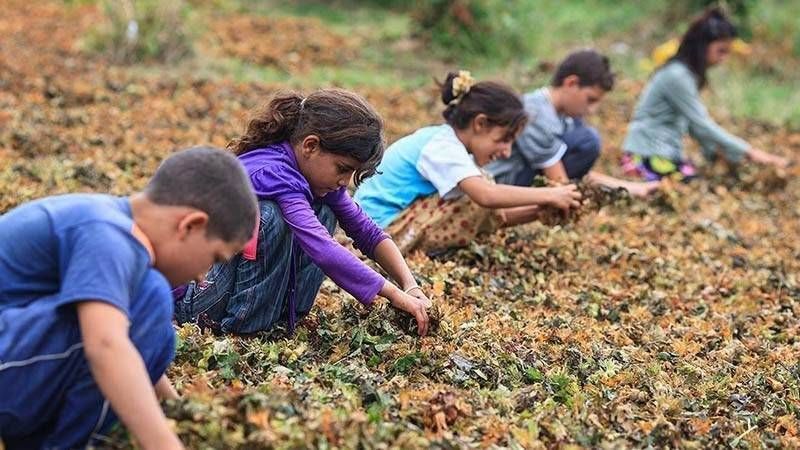 Mevsimlik tarım işçisi ailelerin çocukları için yeni önlemler hayata geçirilecek