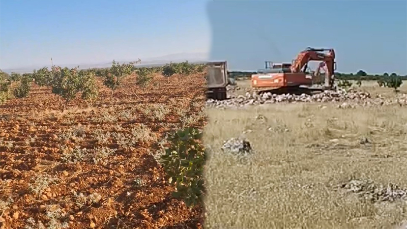 TOKİ, Şanlıurfa’da inşaat için bula bula fıstık bahçelerini buldu!