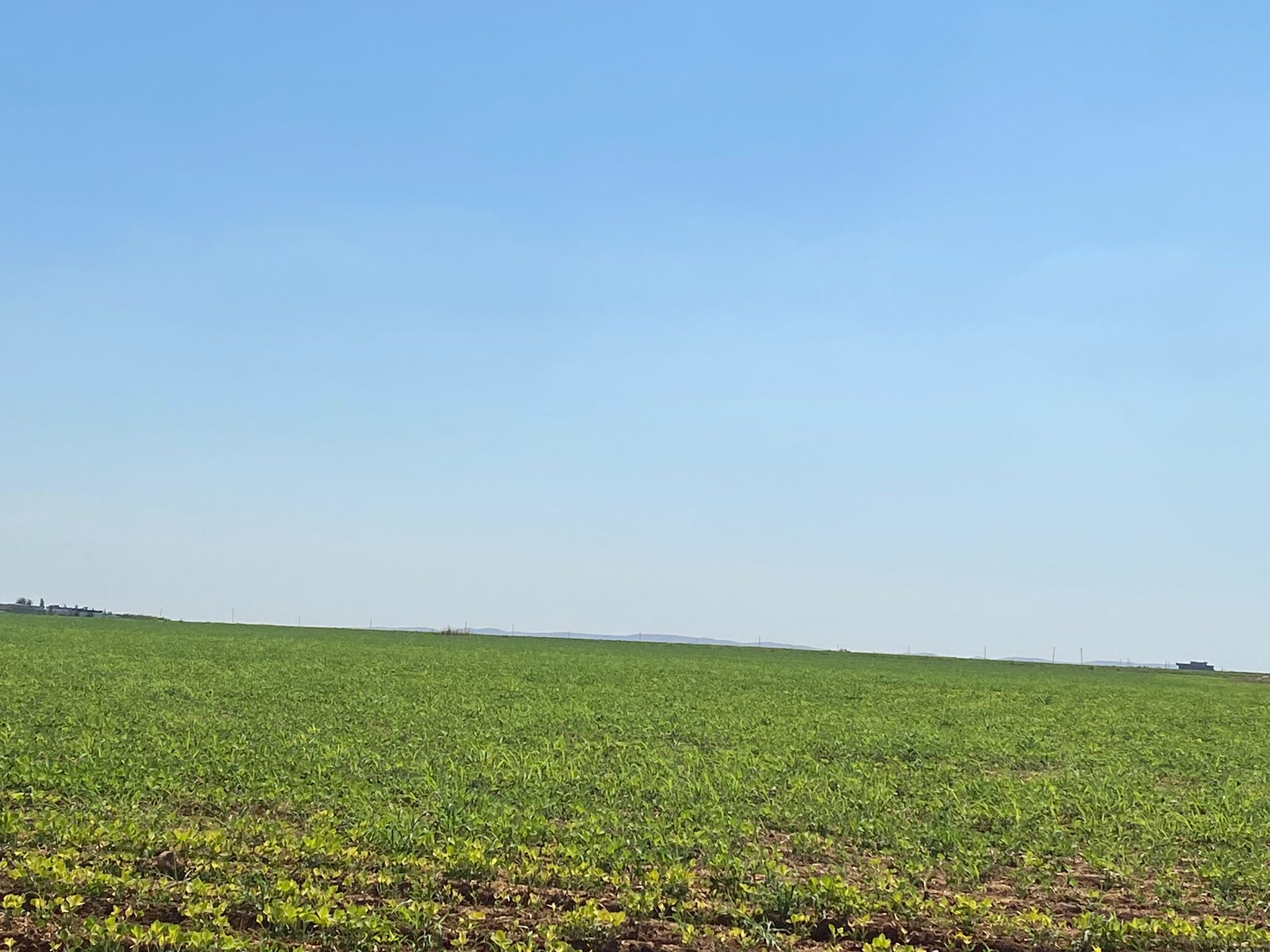 Şanlıurfa’da çiftçiler yeni ürüne yöneldi