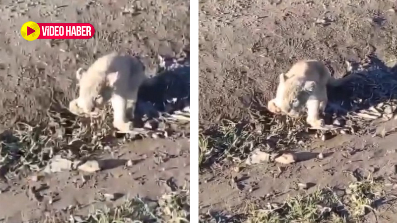 Görenler şaştı kaldı: Urfa’da aslan şehre indi!