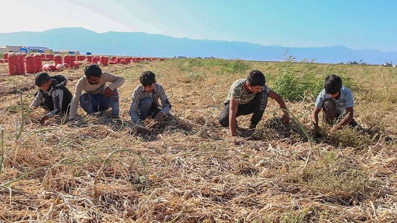 Gurbetteki bir Şanlıurfalı tarım işçisinden daha acı haber!