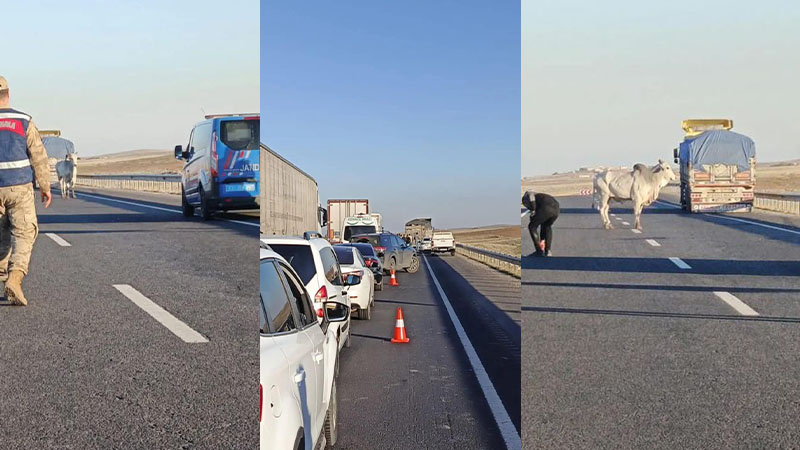 Şanlıurfa'da yola atlayan büyükbaş trafiği birbirine kattı!