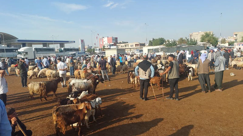 Şanlıurfa'da şap karantinası! Bir ilçede daha hayvan pazarı süresiz olarak kapatıldı