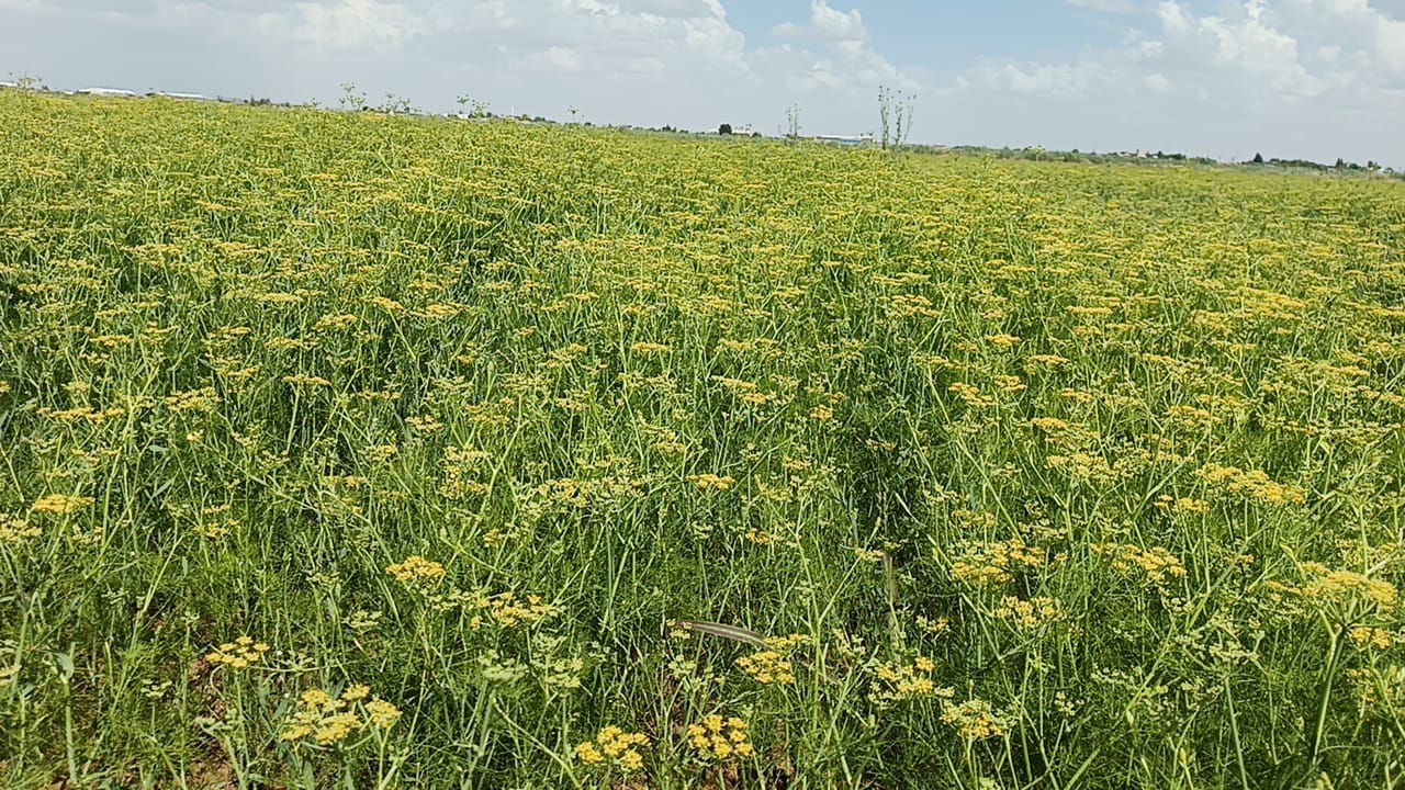 Şanlıurfa’da alternatif ürünler çoğalıyor! Harran'da ekimi yapıldı