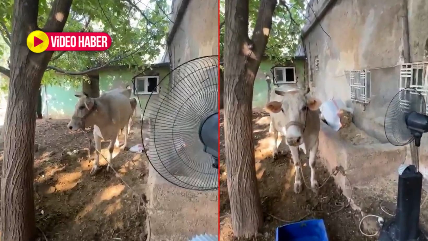 Görenler hem güldü hem şaşırdı… Şanlıurfalı vatandaş rekor sıcaklıkta ineğini böyle serinletti!