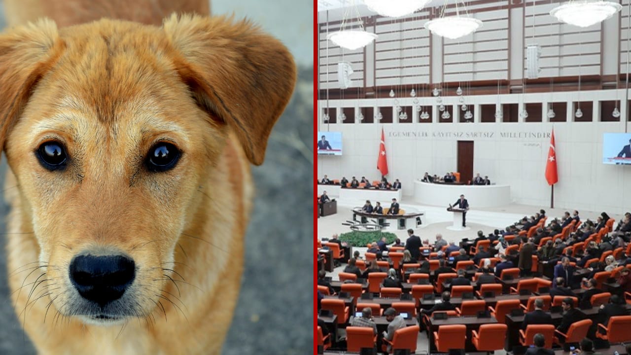 Hayvanları Koruma Kanunu değişti: Bunları yapanlara 60 bin TL ceza