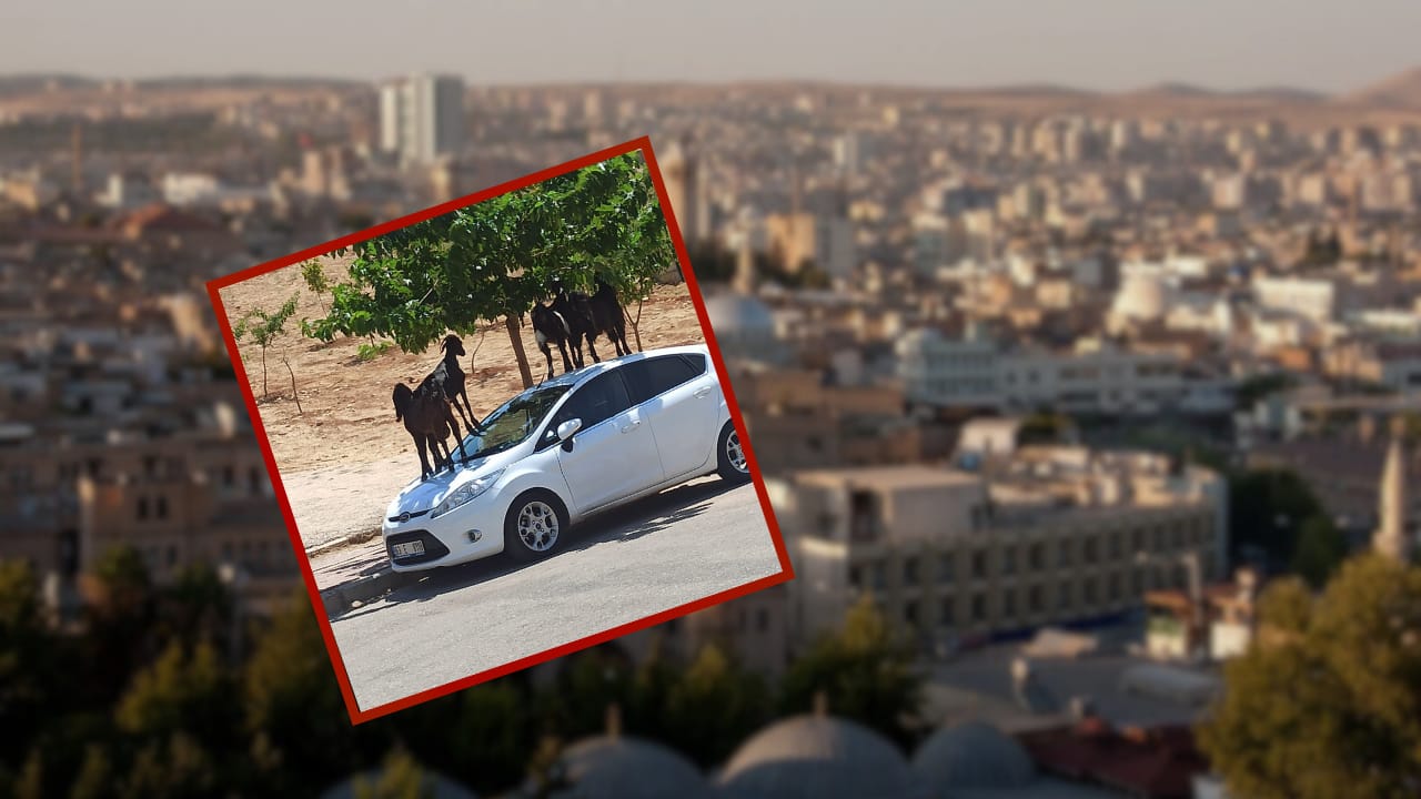 Şanlıurfa’da keçilerin otlanma derdi bakın ne yaptırdı!