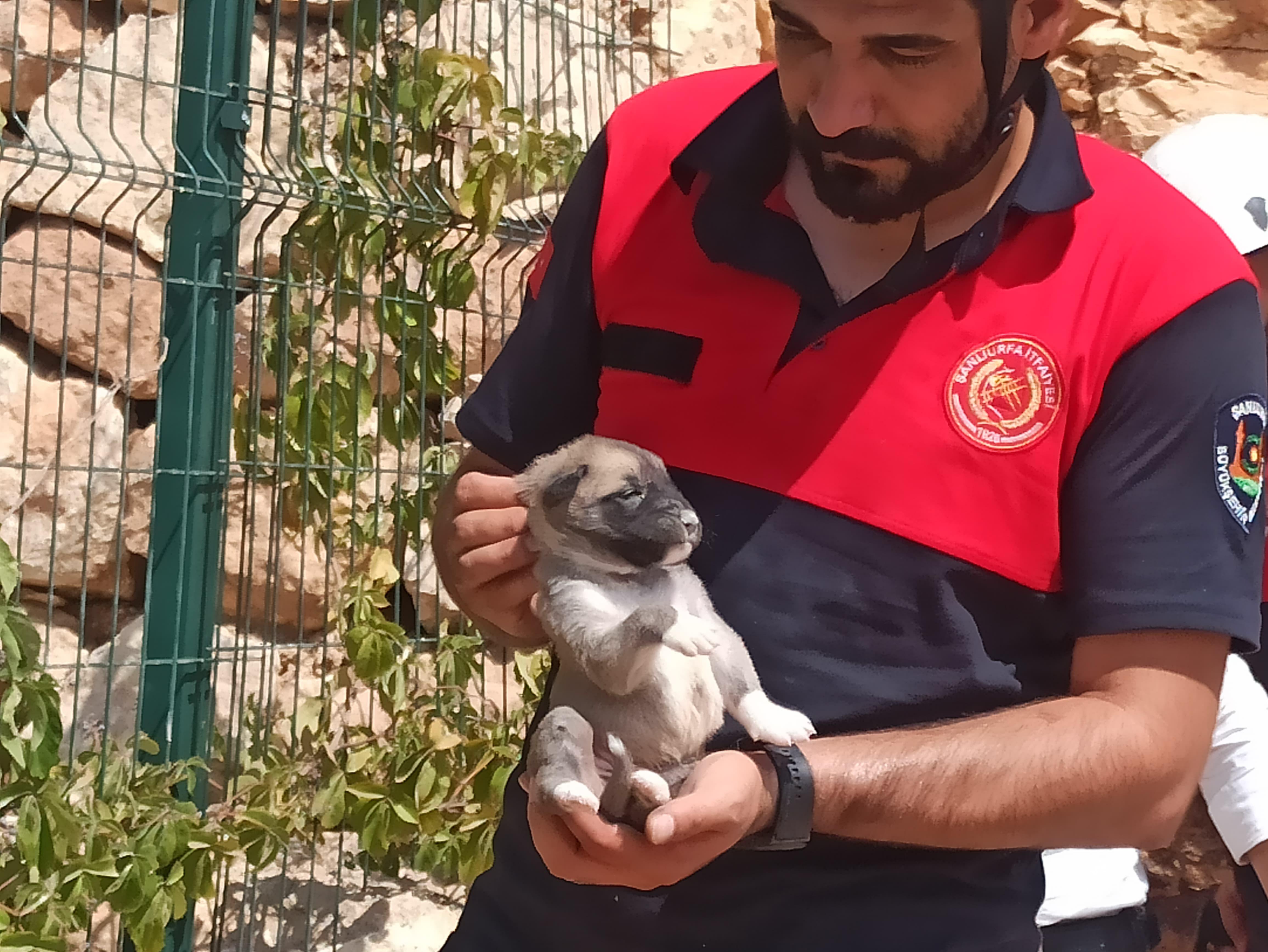 Şanlıurfa’da kayalıklara sıkışan yavru köpek kurtarıldı