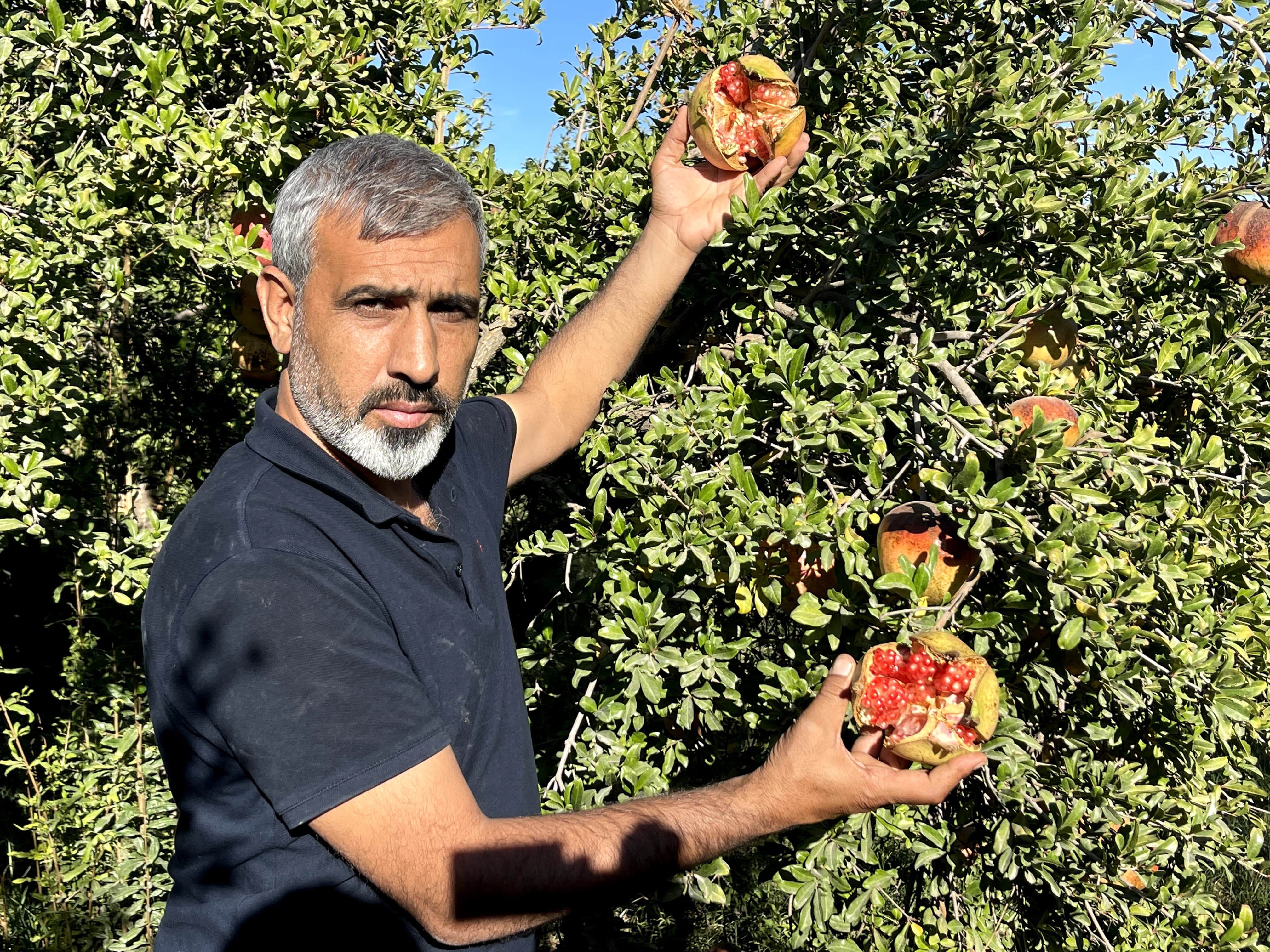 "Nar Güzeli" mühendis: Suruç narı şeker hastalarına şifa oluyor