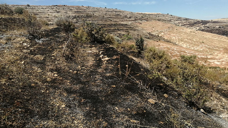 Şanlıurfa'da anız yakan şahsa yasal işlem