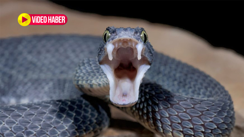 Şanlıurfa’da yılan istilası resmen başladı! Isırığı bir fili dahi öldürüyor: Görüntüler korkunç!