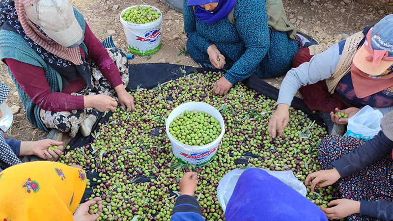 Şanlıurfa’da dünya pazarına açılıyor! 16 bin ton üretim